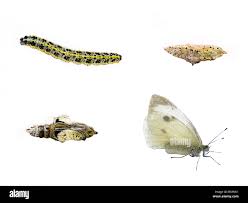 Attēlu rezultāti vaicājumam “Pieris brassicae larva”