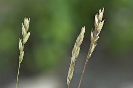 Attēlu rezultāti vaicājumam “Danthonia decumbens bud”