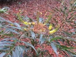 Attēlu rezultāti vaicājumam “Mahonia aquifolium bud”