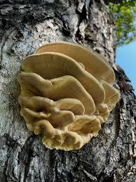 Attēlu rezultāti vaicājumam “Climacodon septentrionalis”