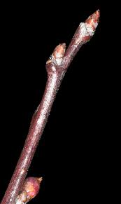 Attēlu rezultāti vaicājumam “Prunus cerasifera var. divaricata bud”