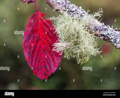 Attēlu rezultāti vaicājumam “Usnea subfloridana”