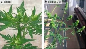 Attēlu rezultāti vaicājumam “Ambrosia artemisiifolia bud”