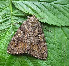 Attēlu rezultāti vaicājumam “Catocala sponsa”