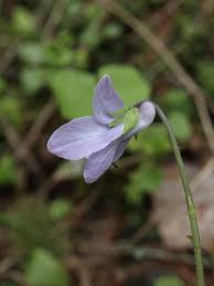 Attēlu rezultāti vaicājumam “Viola epipsila flower”