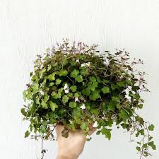 Attēlu rezultāti vaicājumam “Cymbalaria muralis”