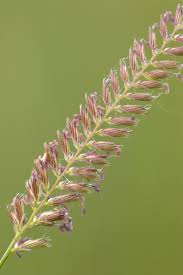 Attēlu rezultāti vaicājumam “Cynosurus cristatus”