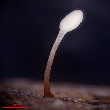 Attēlu rezultāti vaicājumam “Typhula setipes”