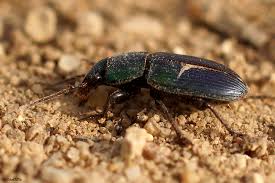 Attēlu rezultāti vaicājumam “Poecilus lepidus”