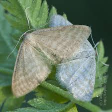 Attēlu rezultāti vaicājumam “Idaea sylvestraria”