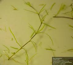 Attēlu rezultāti vaicājumam “Najas minor leaf”