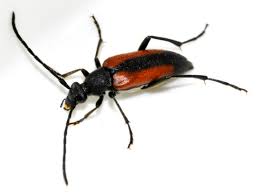 Attēlu rezultāti vaicājumam “Stenurella melanura”