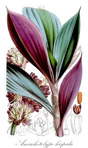 Attēlu rezultāti vaicājumam “Commelinaceae”