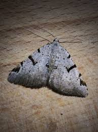 Attēlu rezultāti vaicājumam “Macaria wauaria”