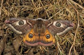 Attēlu rezultāti vaicājumam “Saturnia pavonia”