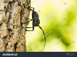 Attēlu rezultāti vaicājumam “Monochamus urussovi”