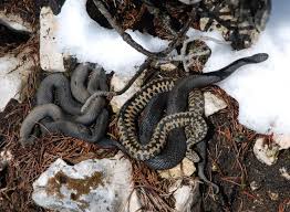 Attēlu rezultāti vaicājumam “Vipera berus”