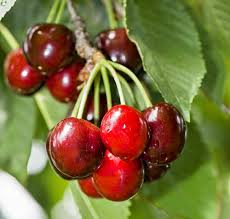 Attēlu rezultāti vaicājumam “Cerasus fruit”