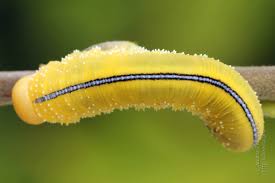 Attēlu rezultāti vaicājumam “Cimbex luteus”