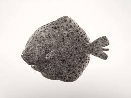 Image result for Scophthalmus maximus