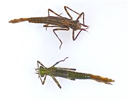 Attēlu rezultāti vaicājumam “Lestidae”