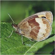 Attēlu rezultāti vaicājumam “Erebia aethiops”