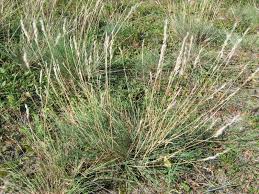 Attēlu rezultāti vaicājumam “Corynephorus canescens flower”