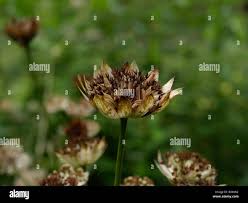 Attēlu rezultāti vaicājumam “Astrantia major fruit”