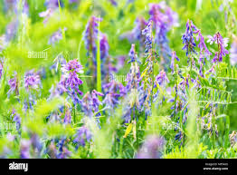 Attēlu rezultāti vaicājumam “Vicia tenuifolia flower”