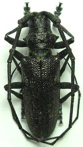 Attēlu rezultāti vaicājumam “Monochamus sutor”