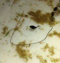 Attēlu rezultāti vaicājumam “Gordius aquaticus”