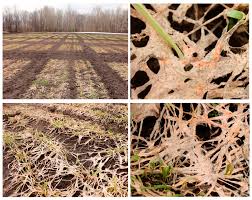 Attēlu rezultāti vaicājumam “Dianema nivale spores”