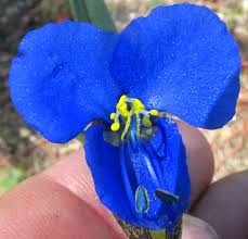 Attēlu rezultāti vaicājumam “Commelina coelestis flower”