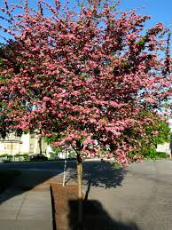 Attēlu rezultāti vaicājumam “Crataegus laevigata”