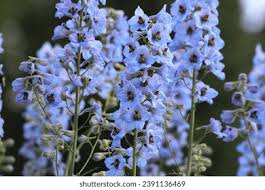 Attēlu rezultāti vaicājumam “Delphinium elatum  bud”