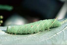 Attēlu rezultāti vaicājumam “Laothoe populi”