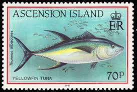 Image result for Thunnus albacares