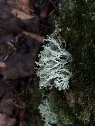 Attēlu rezultāti vaicājumam “Ramalina pollinaria”