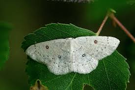 Attēlu rezultāti vaicājumam “Cyclophora albipunctata”