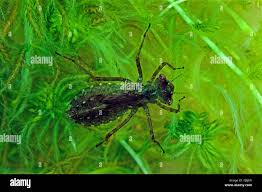 Attēlu rezultāti vaicājumam “Leucorrhinia”