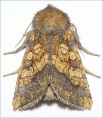 Attēlu rezultāti vaicājumam “Gortyna flavago”