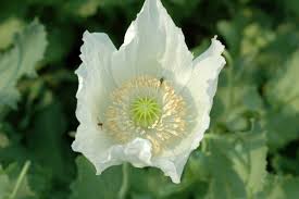 Attēlu rezultāti vaicājumam “Papaveraceae”