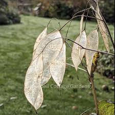 Attēlu rezultāti vaicājumam “Lunaria rediviva leaf”