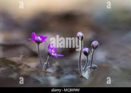 Attēlu rezultāti vaicājumam “Hepatica nobilis bud”