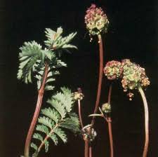 Image result for Sanguisorba minor