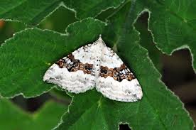 Attēlu rezultāti vaicājumam “Xanthorhoe montanata”