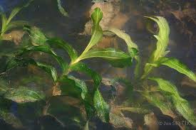 Attēlu rezultāti vaicājumam “Potamogeton praelongus”