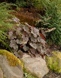 Image result for Heuchera `Palace Purple`