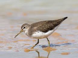 Attēlu rezultāti vaicājumam “Tringa ochropus”