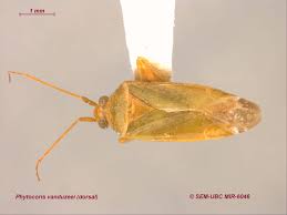 Attēlu rezultāti vaicājumam “Phytocoris tiliae”